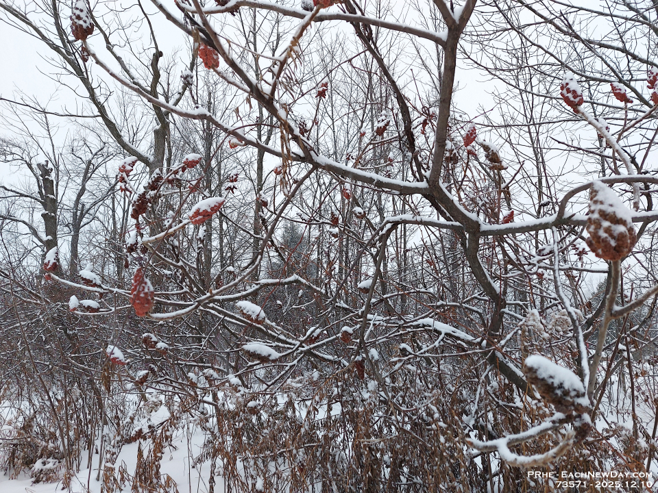 73571LeUsm - Walking in Clayt French Park with Chester on a snowy morning